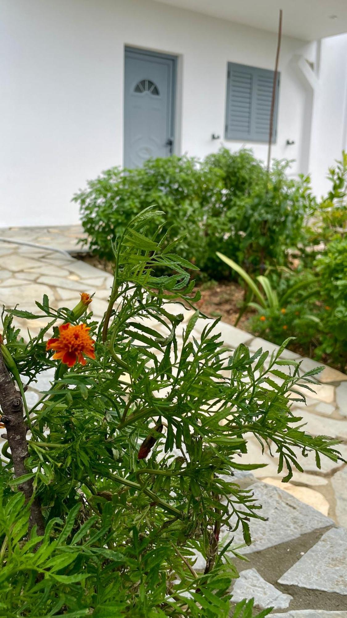 Tasos Guest house *
